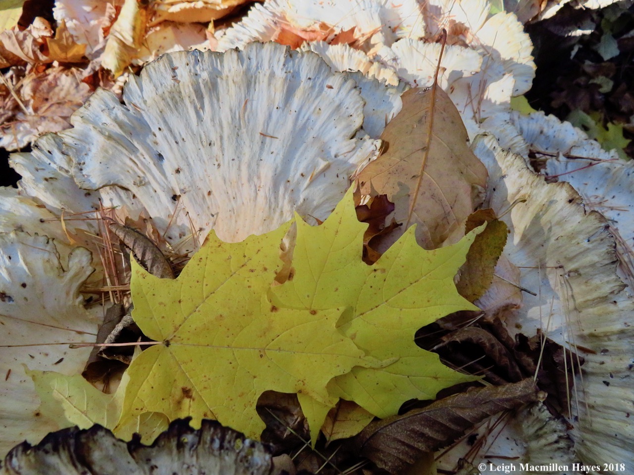 16-platter sized mushrooms