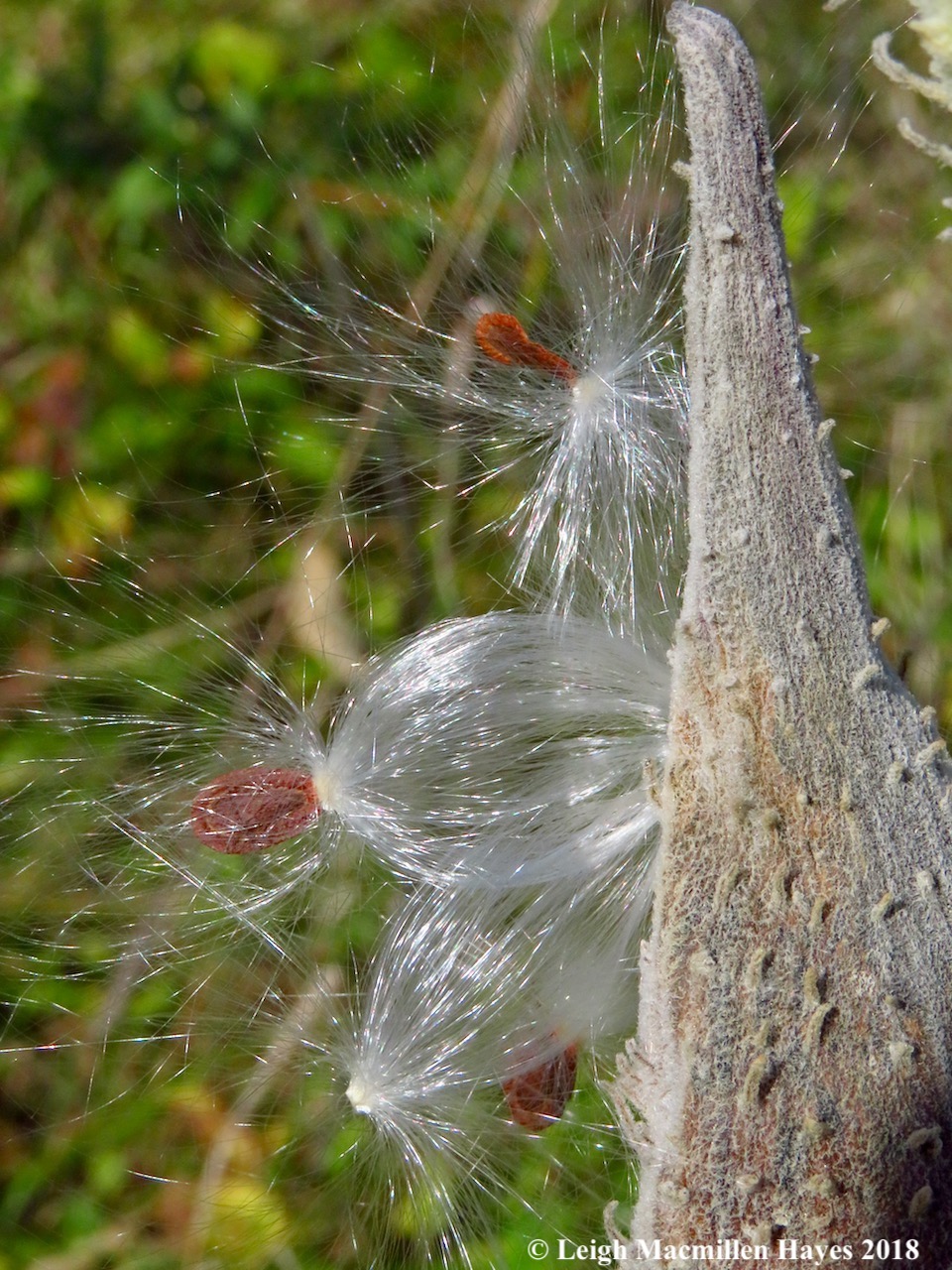 17-milkweed seeds
