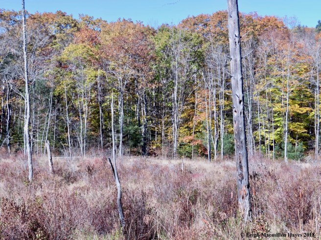 17-wetland--old beaver pond