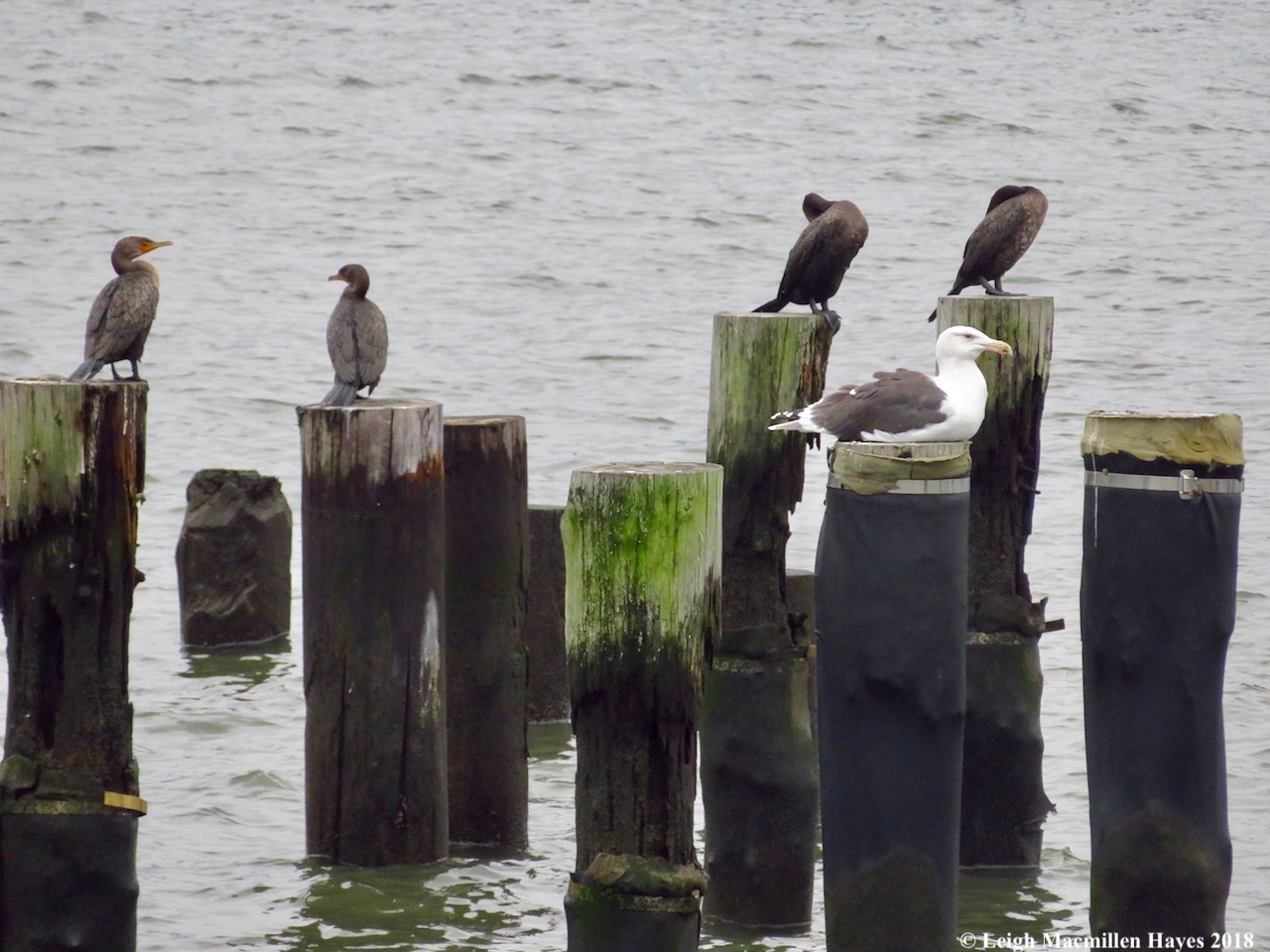 18-cormorants and gull