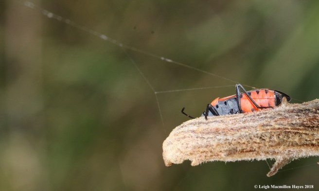 18-large milkweed bug