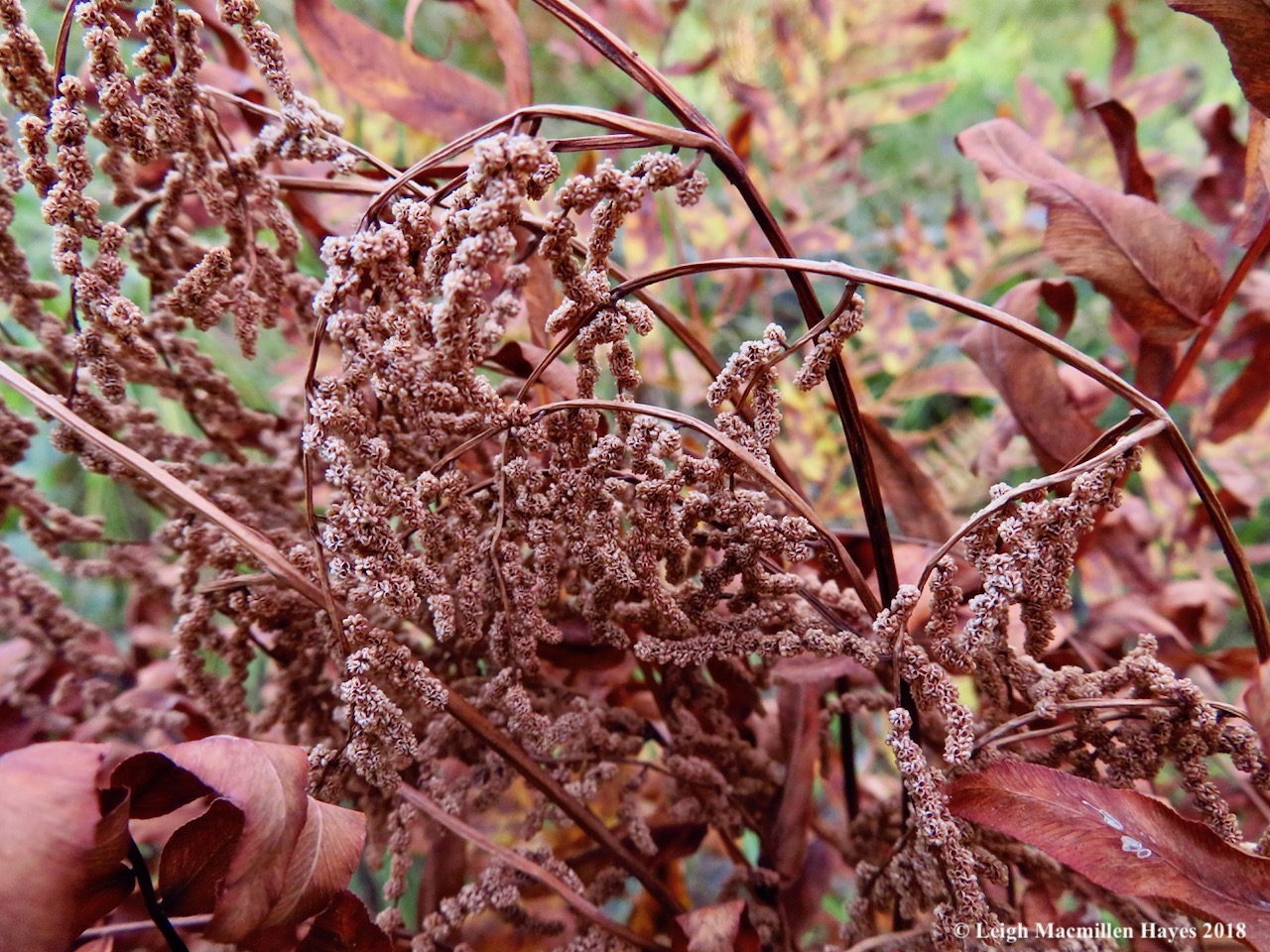 18-royal fern fertile fronds