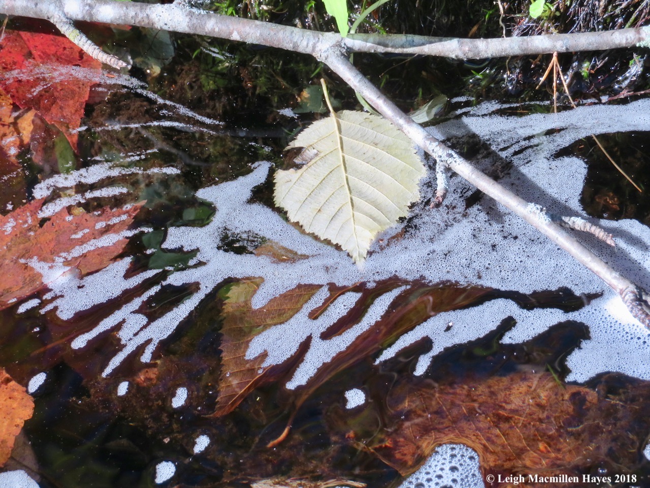 18-suds reflect leaf