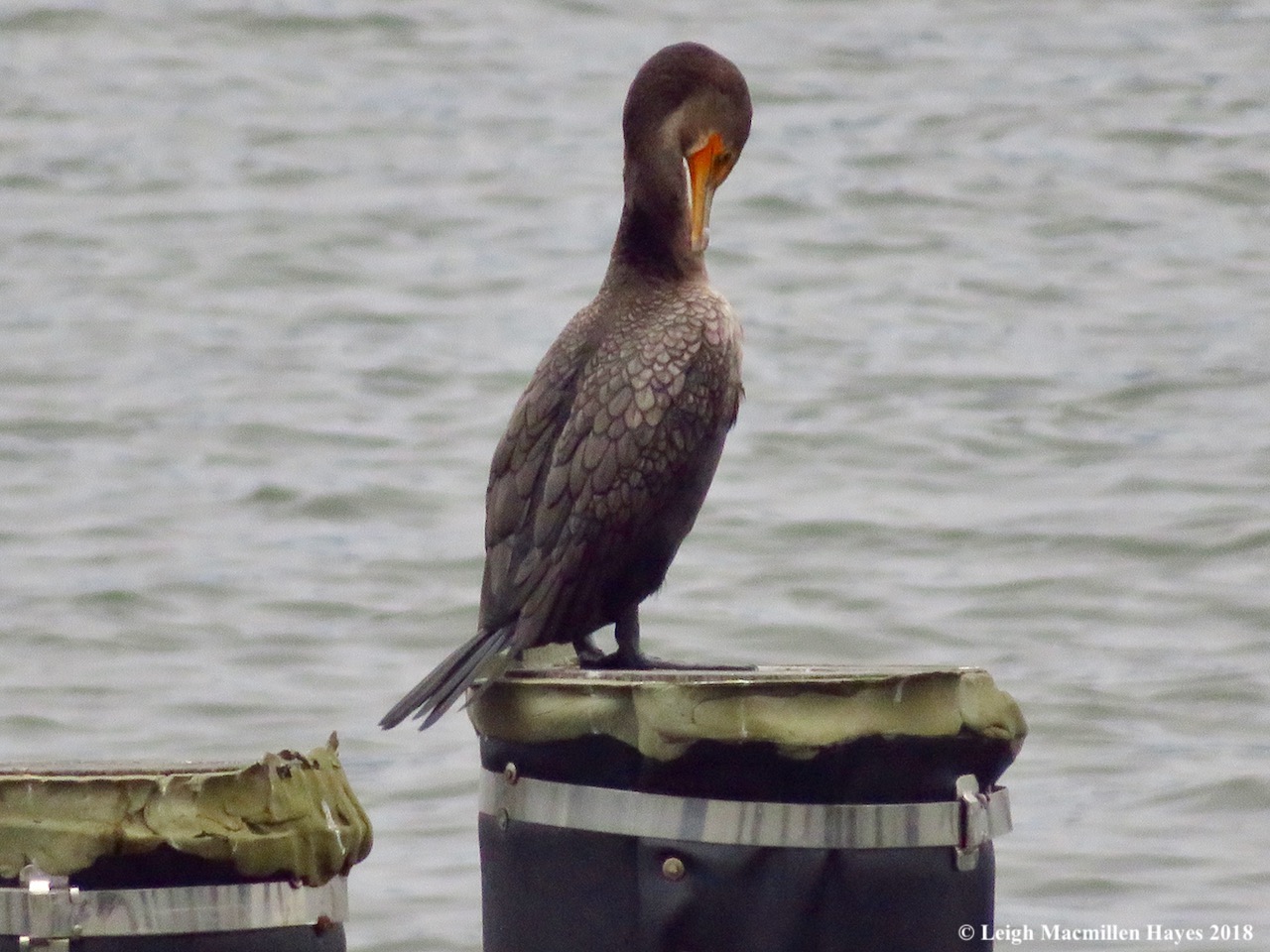 19-cormorant preening