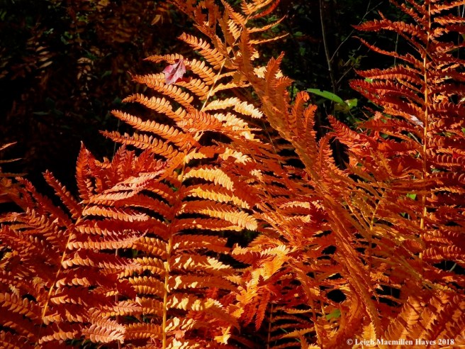 1a-cinnamon fern