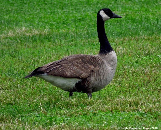20-Canada Goose