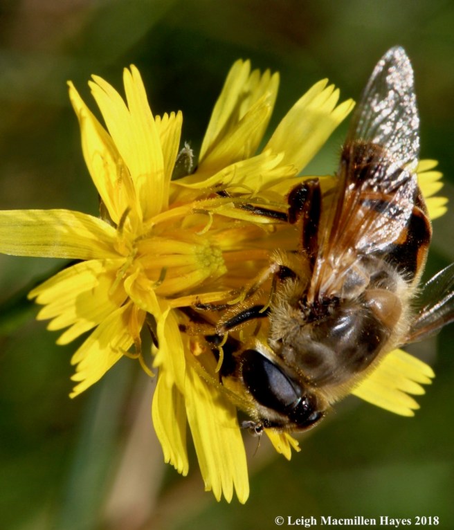 20-drone fly, looks like a European honey bee