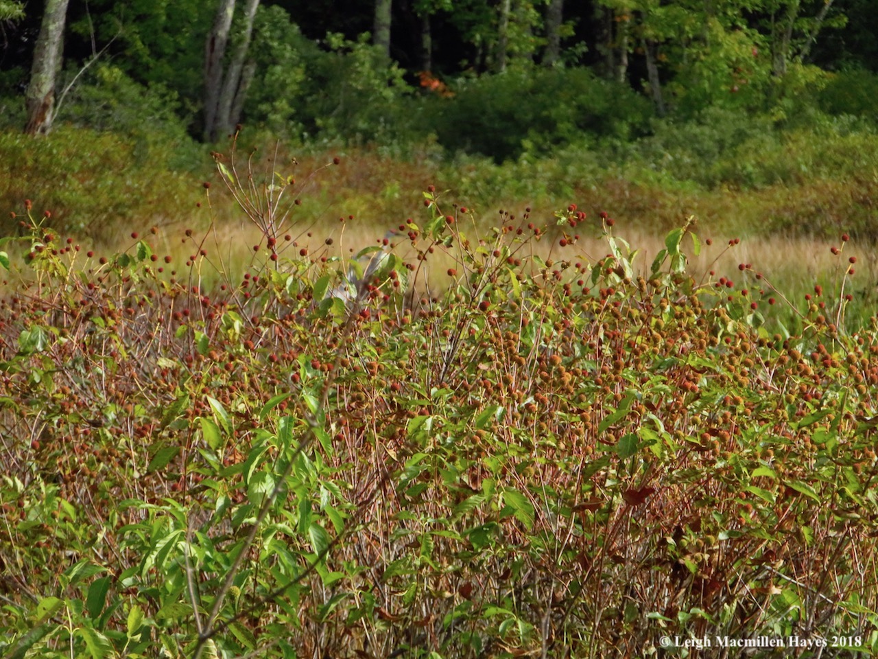 21-buttonbush galore, but more