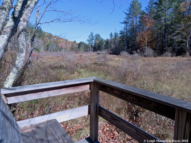 21-view from the bench