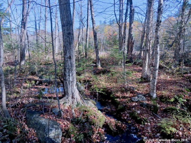 22-back to the wetland