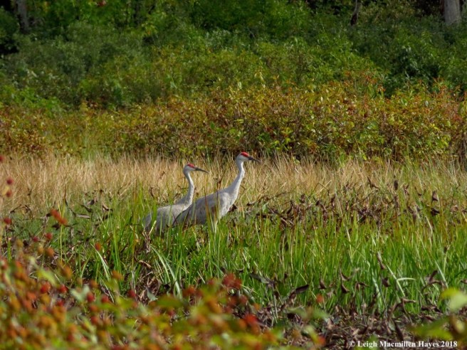 22-two sandhill cranes