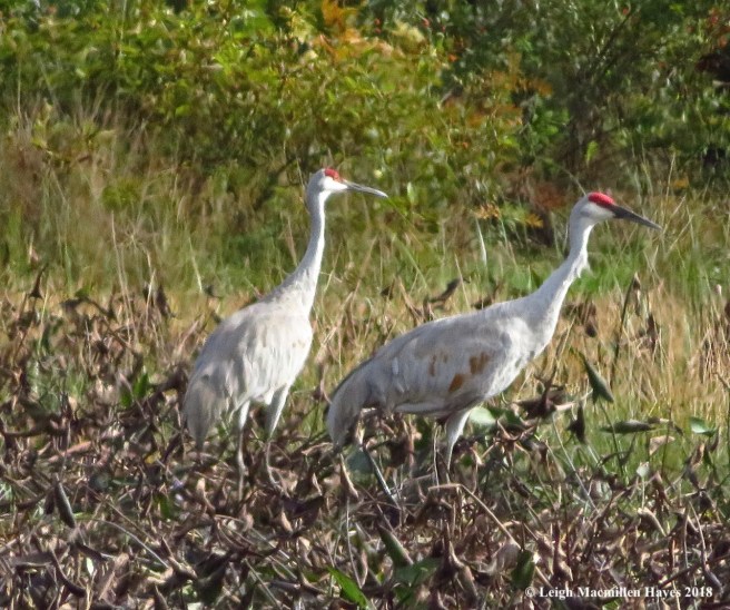 23-sandhill cranes