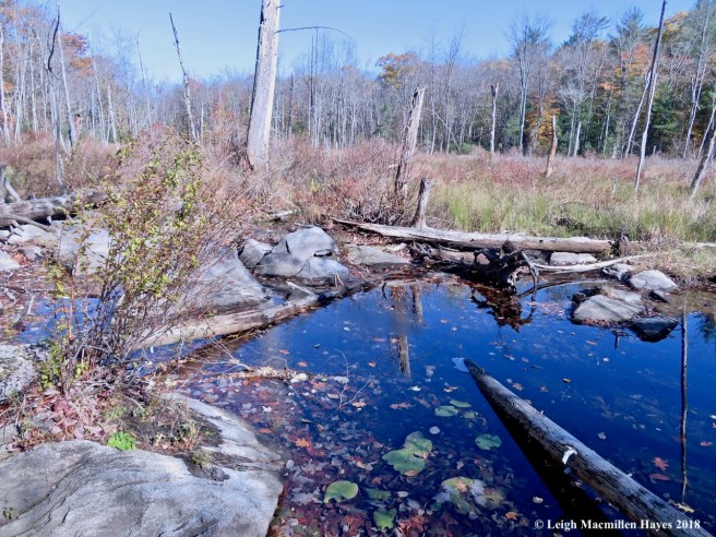 23-view from the beaver dam