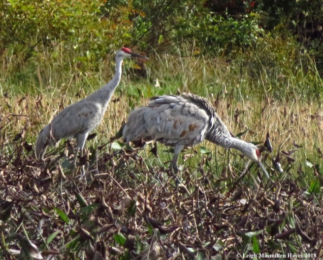 24-sandhill cranes