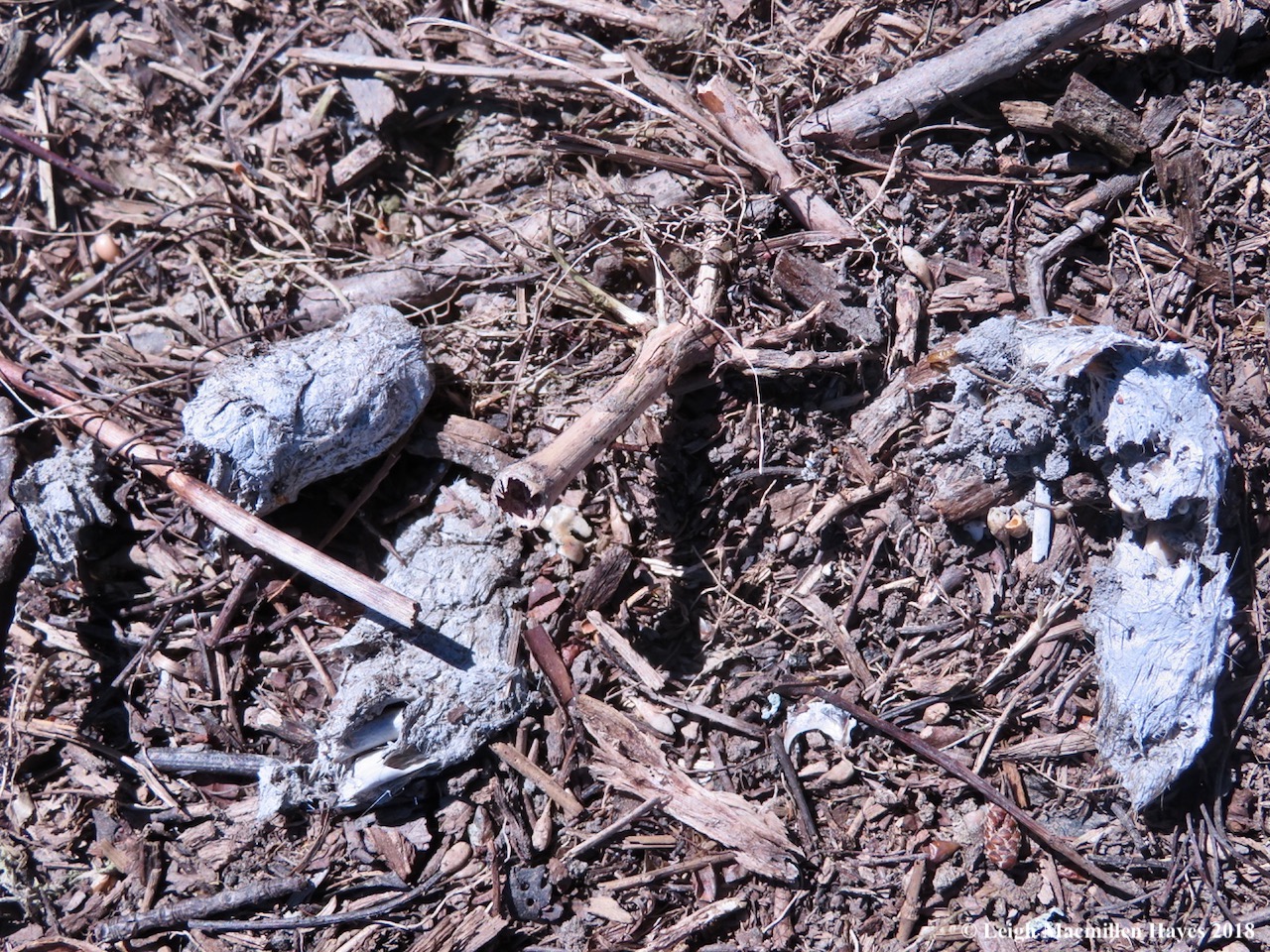 25-coyote scat full of bones