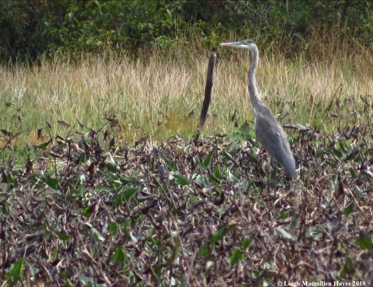 25-great blue heron
