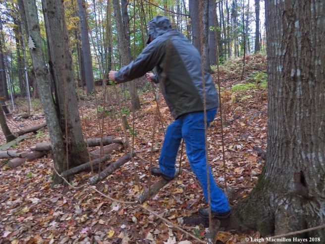 26a-variety of swings