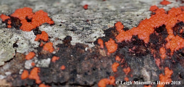 3-beads of slime mold