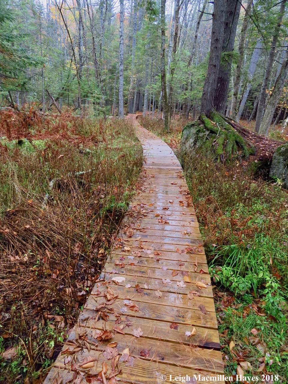 34-across the boardwalk and back into the park