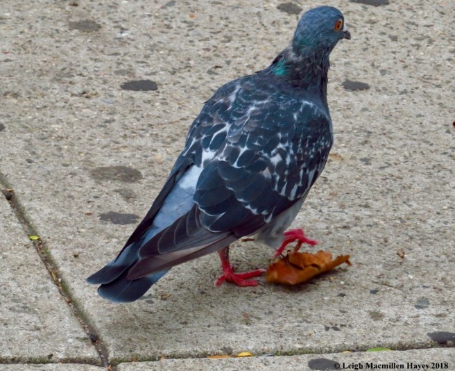 35a-pigeon