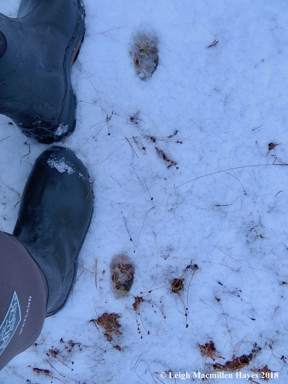 4-coyote--18 inch stride