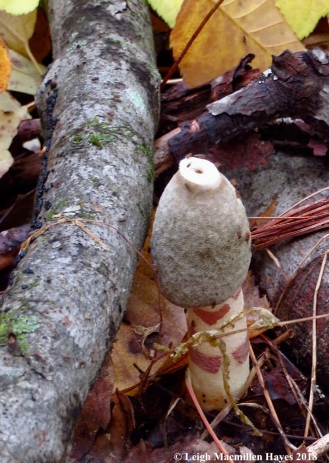 4-stink horn