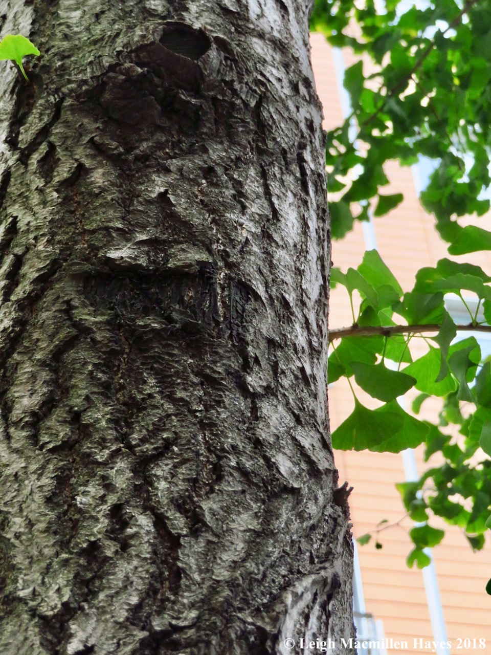 40-maidenhair tree, ginko