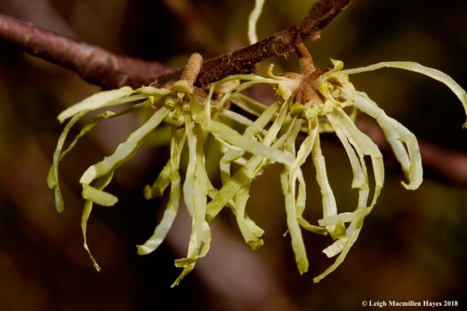 4a-witch hazel flowers