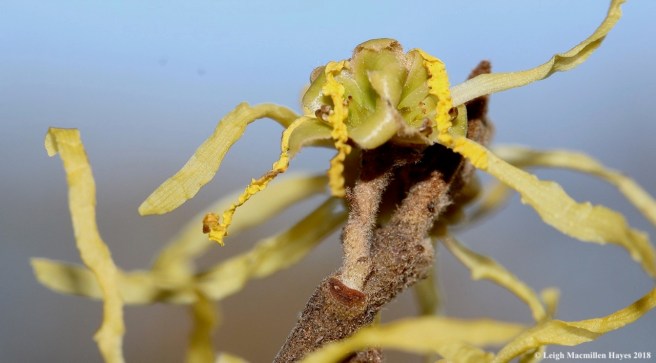 4b-witch hazel flowers, leaf:bundle scars