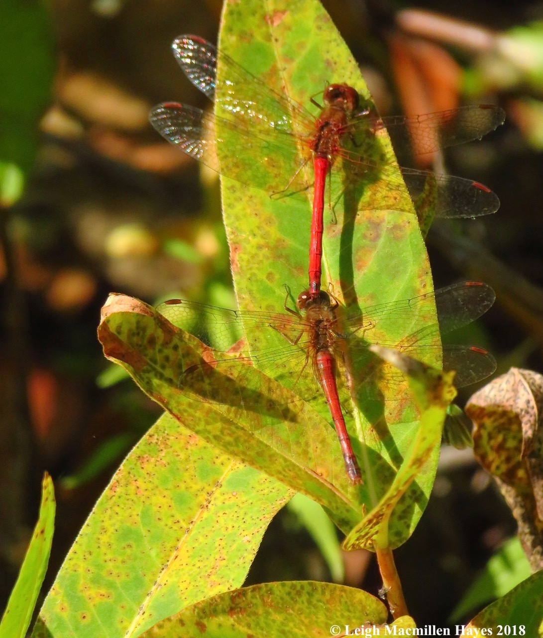 4c-autumn meadowhawk love