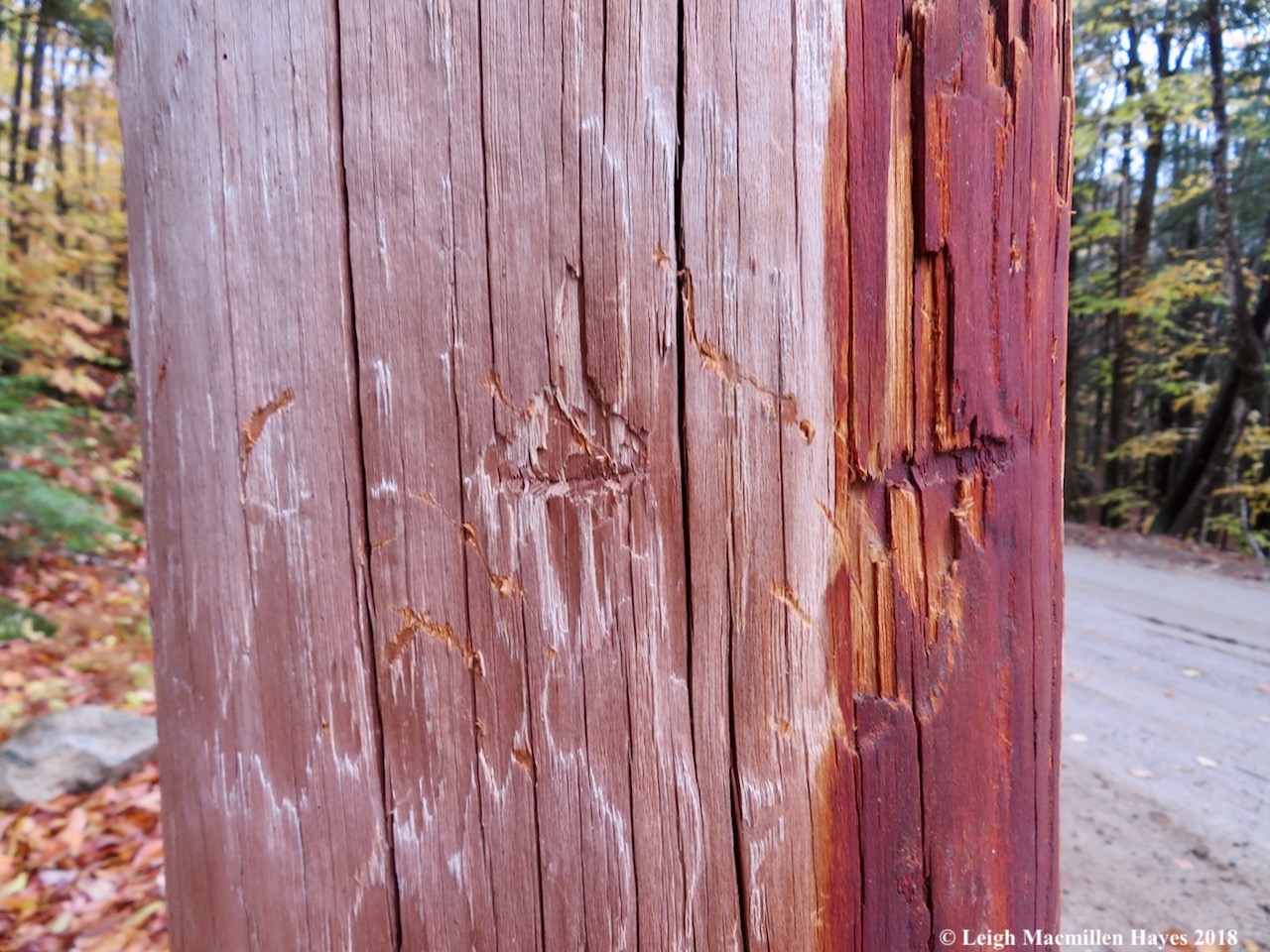 5-scratches on bear poles