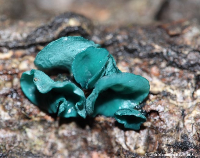 6-green stain fungi