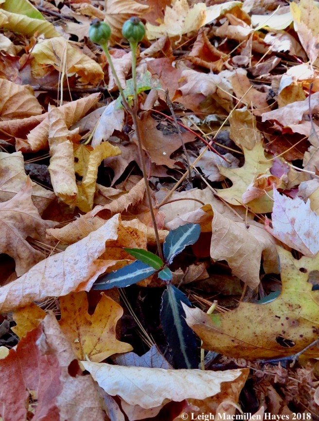 6-spotted wintergreen