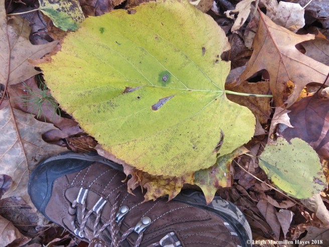 7-even larger basswood leaf