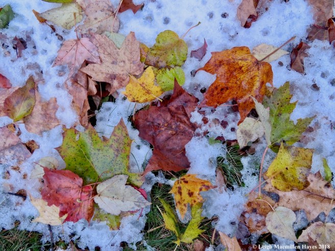 7a-leaves enhanced by snow