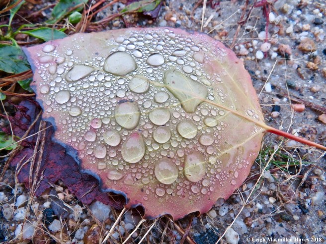 8-melted snow on big tooth aspen leaf