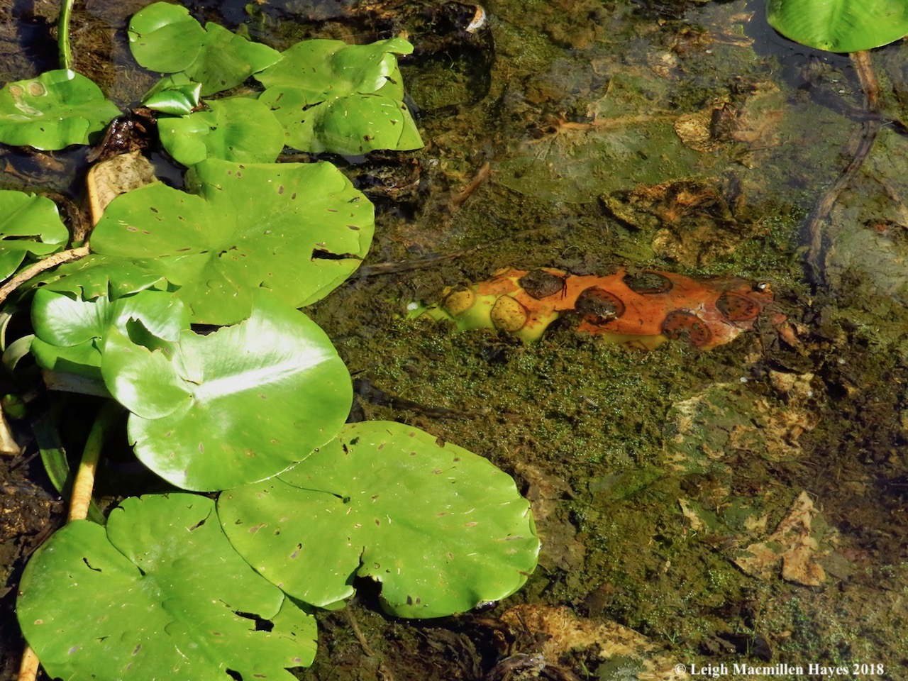 8-spatterdock leaves and root