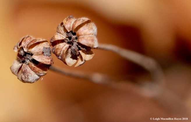 8-spotted wintergreen capsules