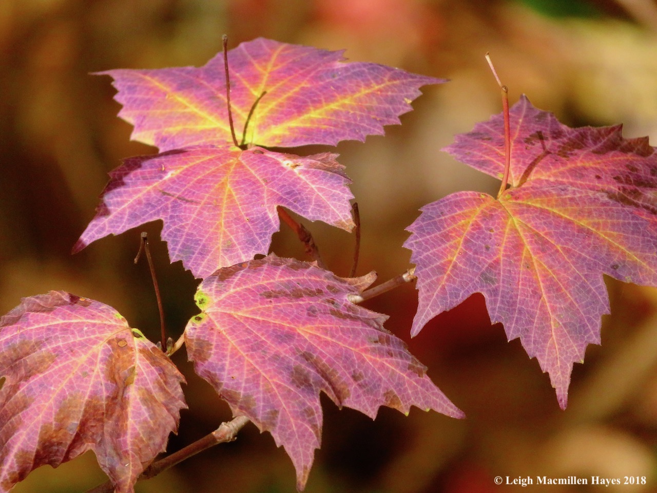 9-maple-leaf viburnum