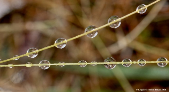 9-snowdrops on grass