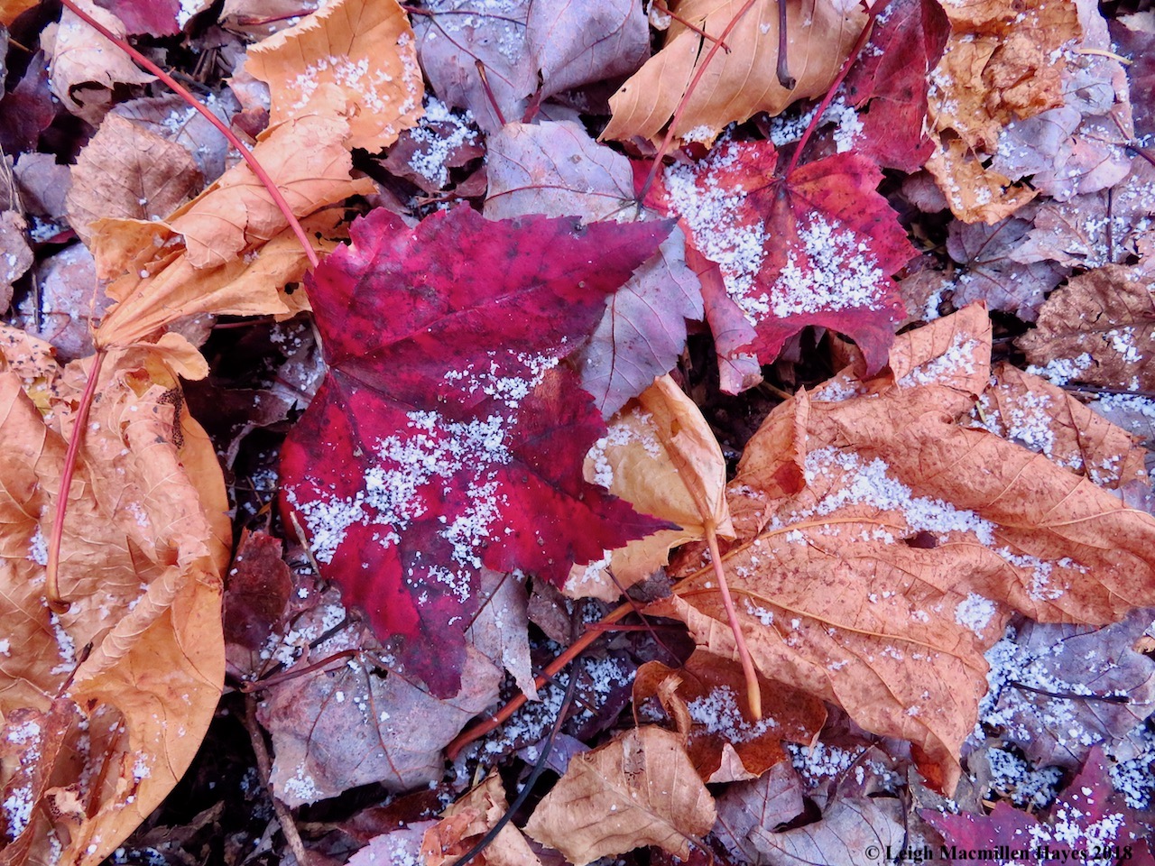 9-snowflakes gathering