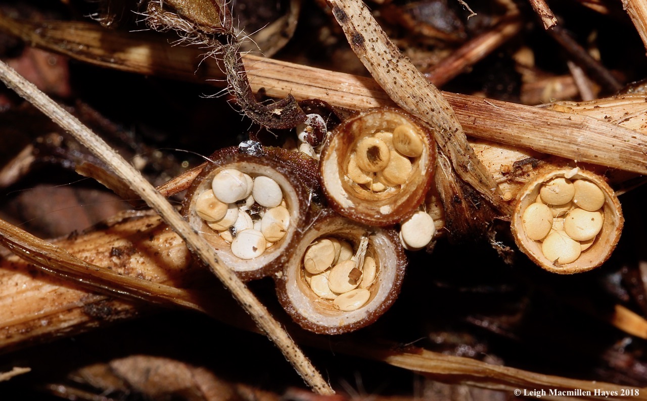 1-bird's nest fungi
