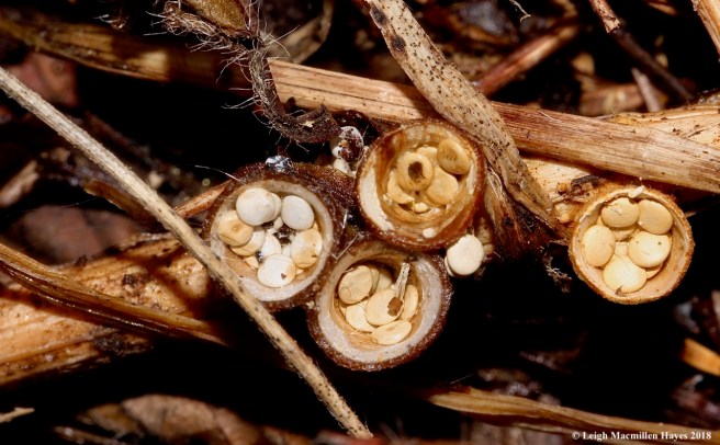 1-bird's nest fungi