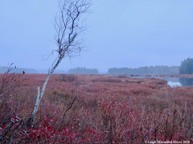 1-Sucker Brook Outlet