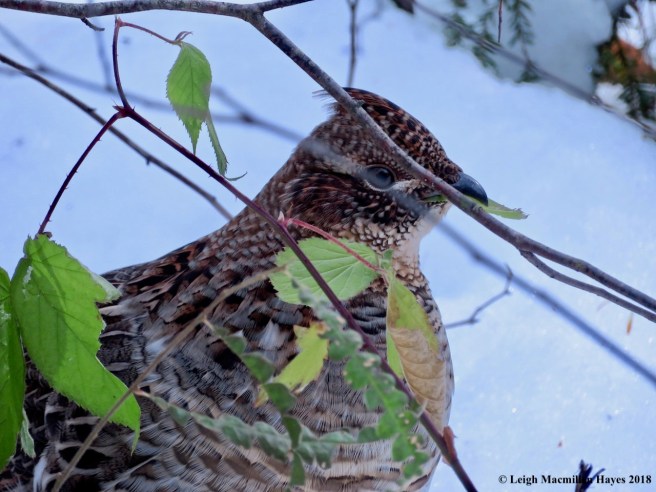 10-leaf in its mouth