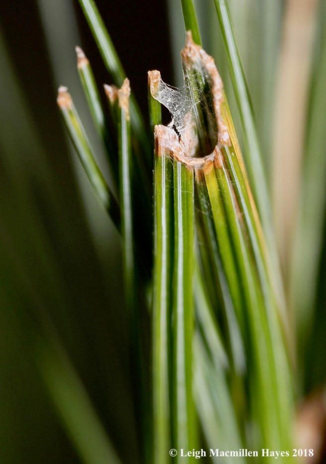 10-tube caterpillar tube