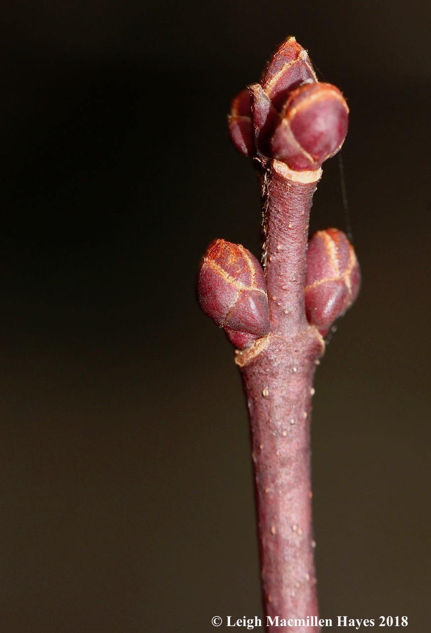 11-red maple flower and leaf buds