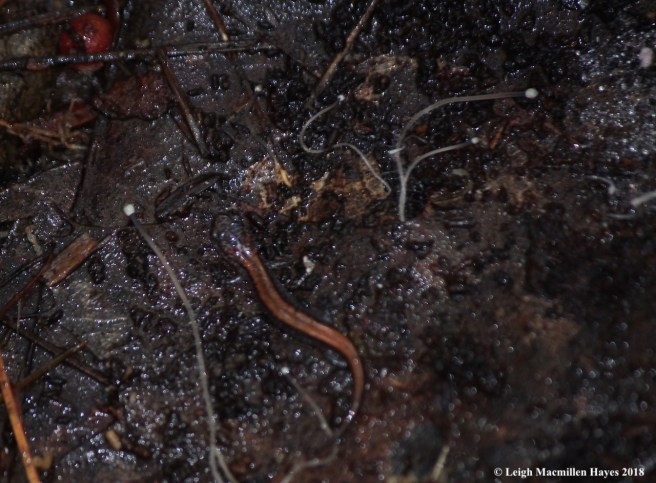 12-baby red-backed salamander