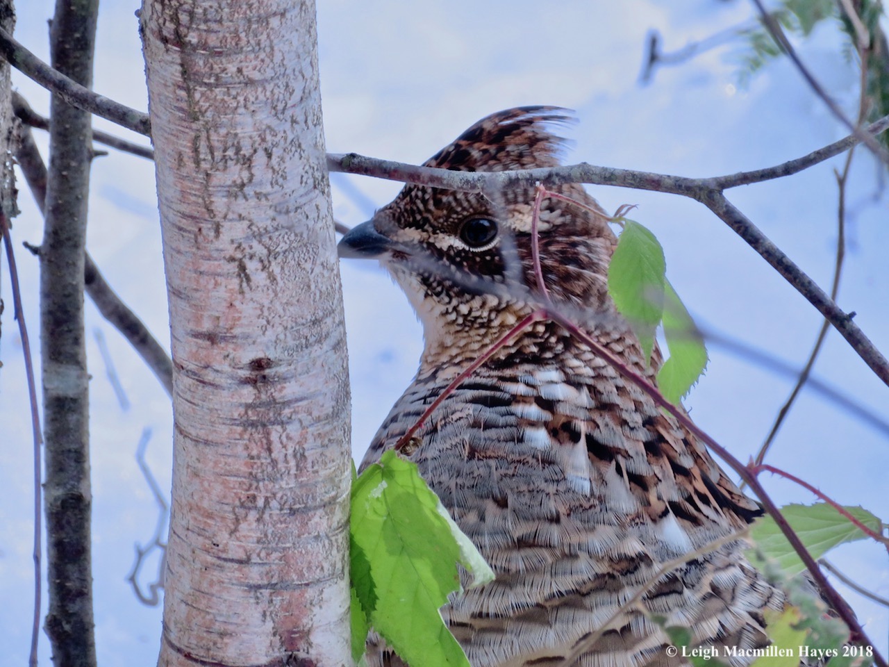 12-looking for more food