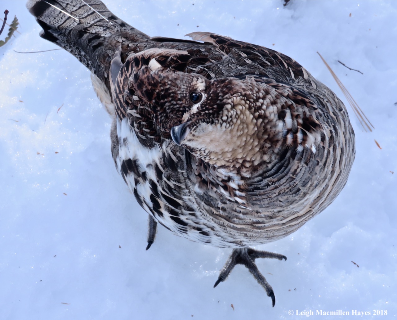 13b-are you looking at me?